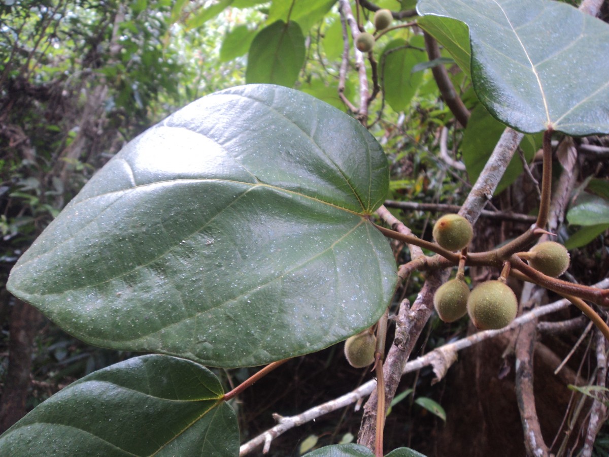 Ficus laevis Blume